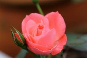 A close up of a pink rose.