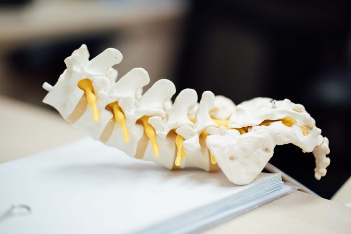 A spine model on a book.