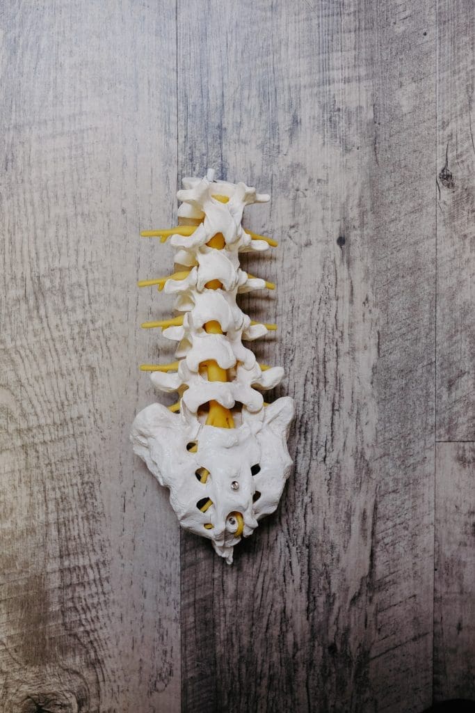 A model of a human spine.