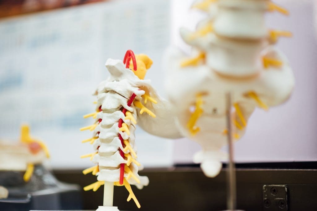 A model of a human spine.