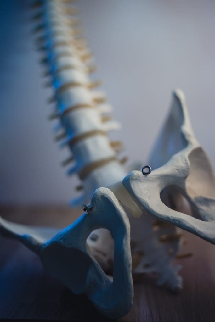 A skeleton of a spine with a metal ring.