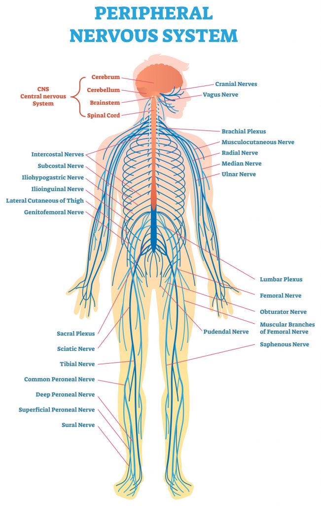 Peripheral Nervous System Map