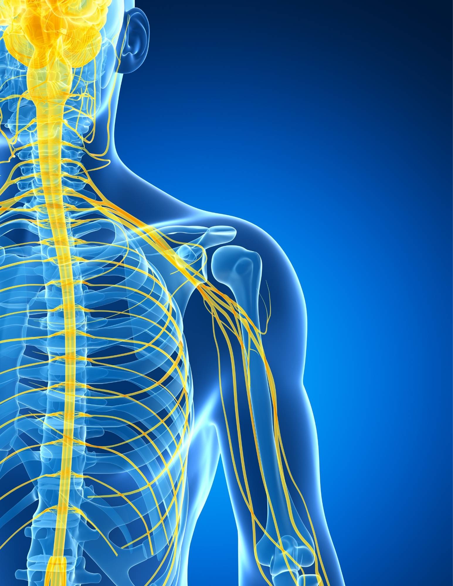 The human skeleton with the nervous system highlighted.