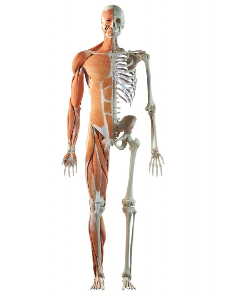 The skeleton of a man is shown in front of a white background.