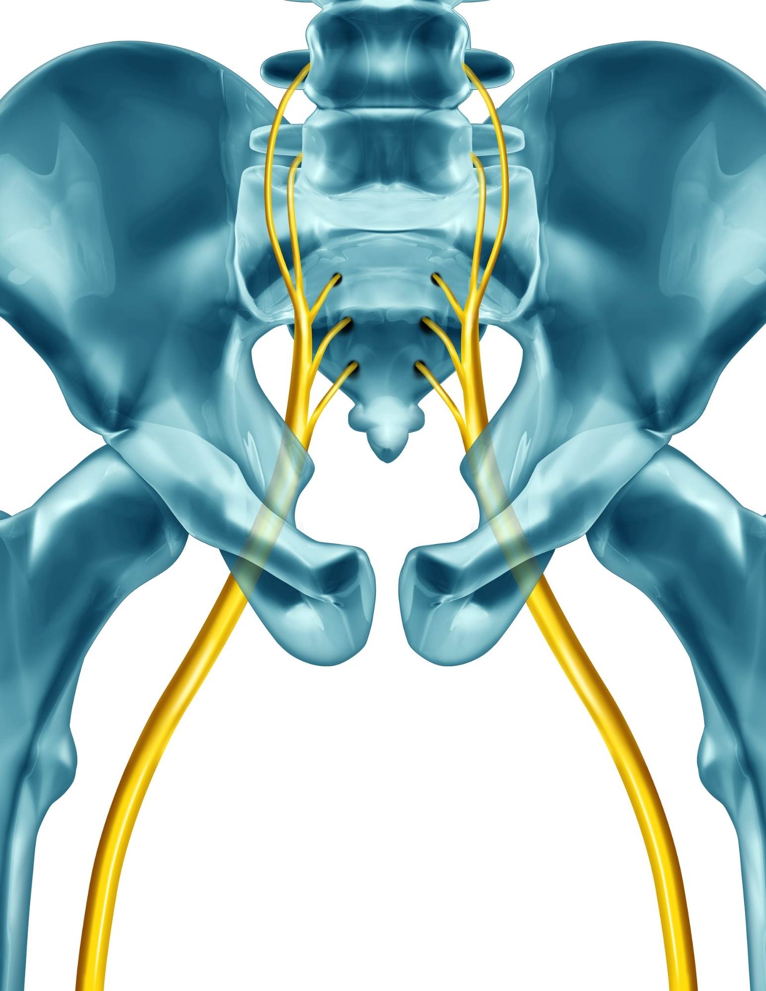 A diagram of the pelvic nerves.