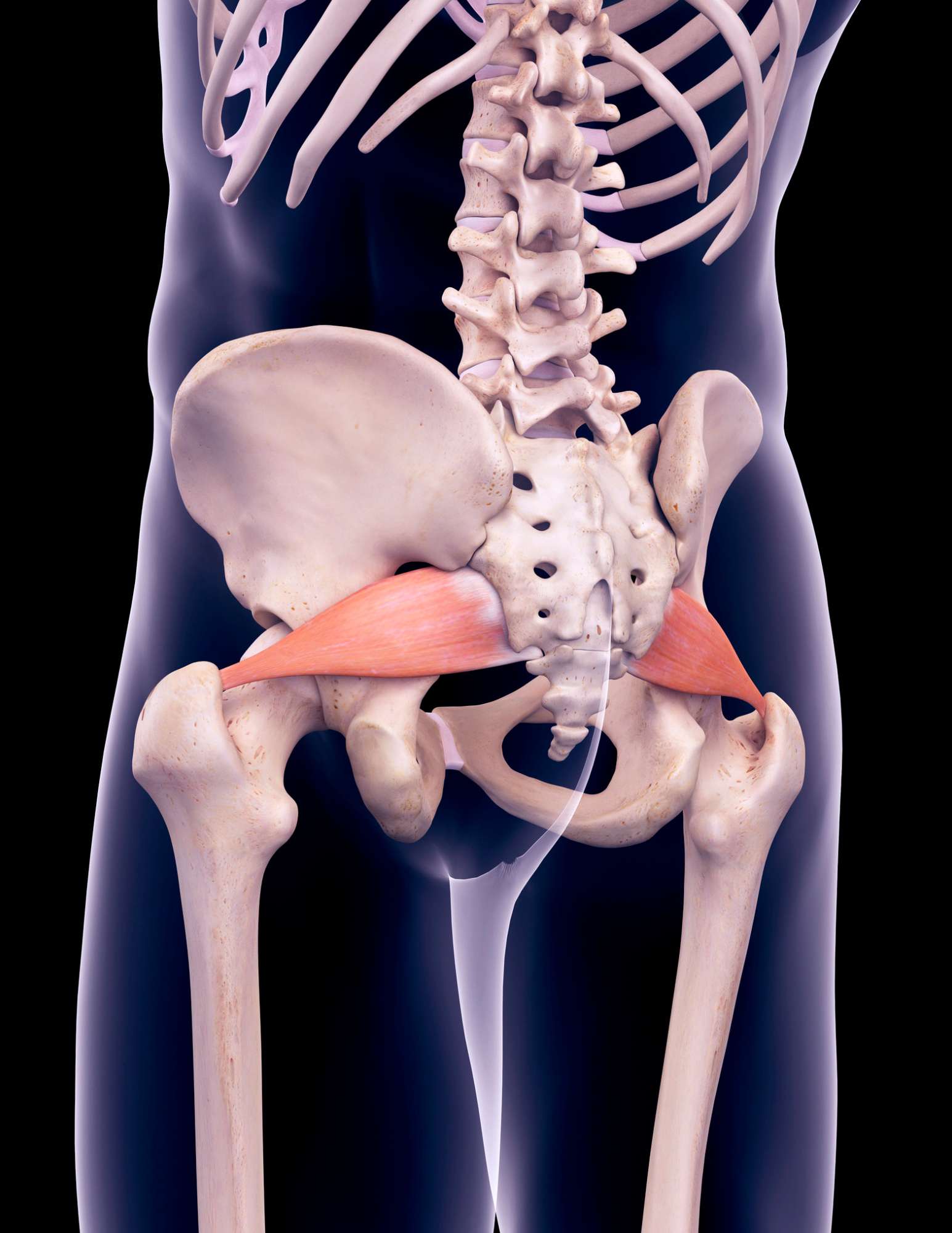 A man's pelvis is shown with the hips highlighted.